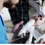 Animal Training & Care Bundle A Comprehensive Guide to Pet Care and Training