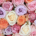 Get 2 Dozen Farmer’s Color Choice Long-Stem Roses for Only $19.99!
